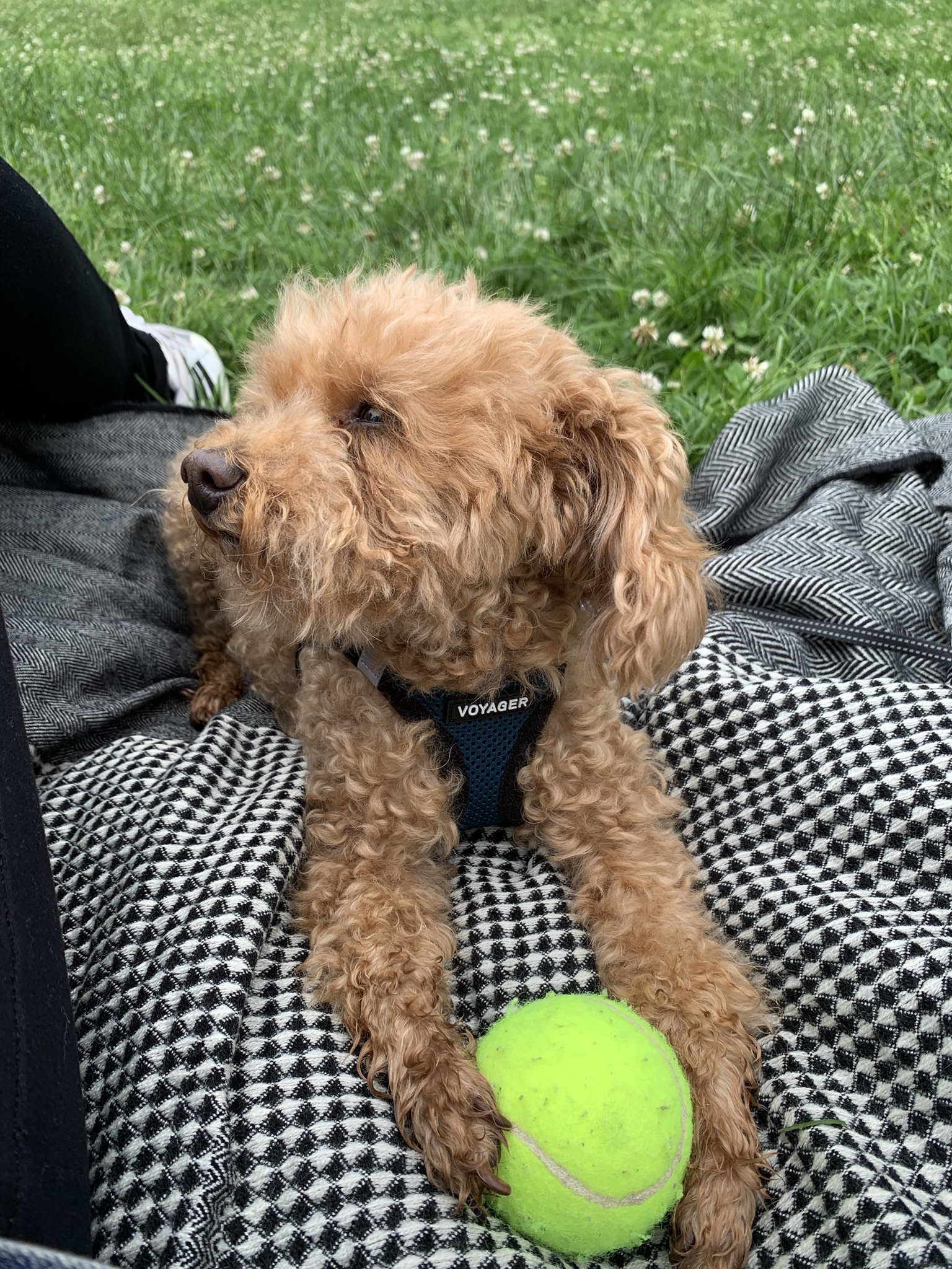 dog with ball